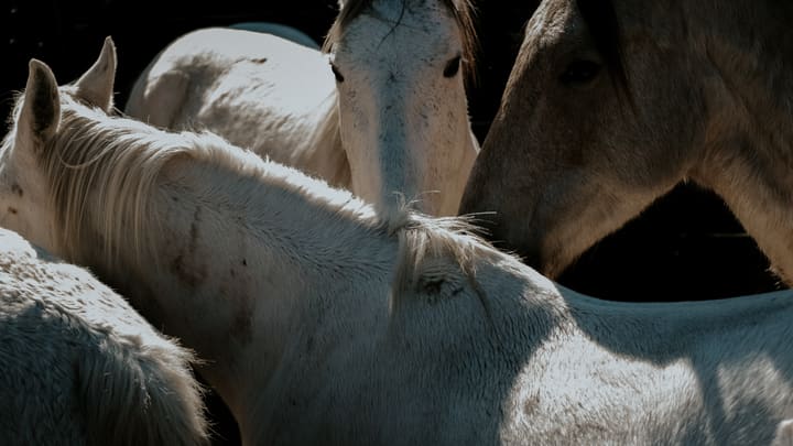 close-up of white horses