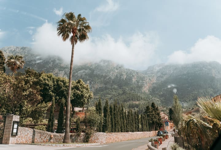 palm tree and mountain village road