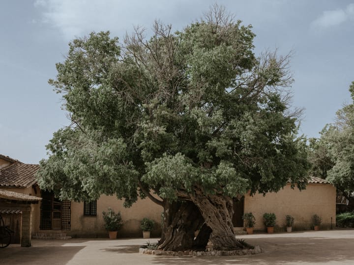 ancient tree in stone courtyard