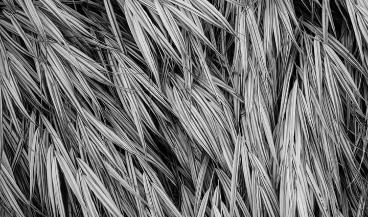 black and white palm frond texture