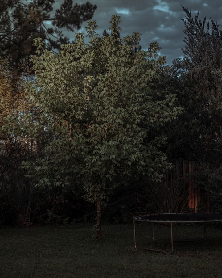 backyard tree and trampoline at dusk